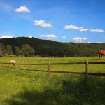 Wiese mit Himmel Wallpaper Kopie